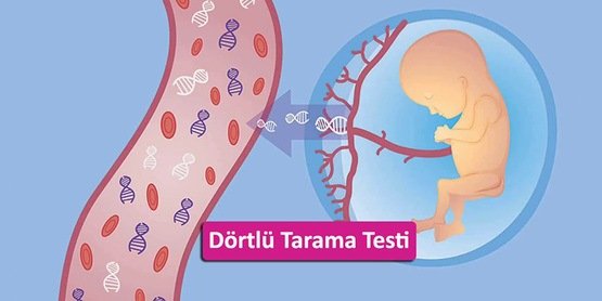 Gebelikte Dörtlü Tarama Testi